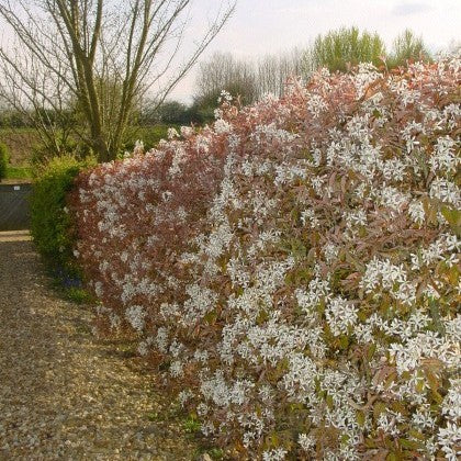 Amelanchier lamarckii - Krentenhaag blote wortel