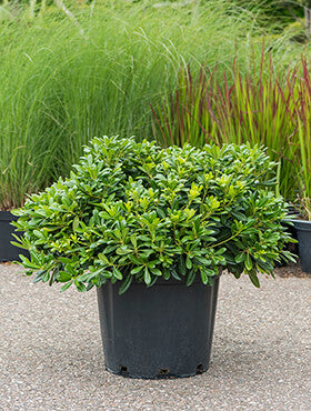 Pittosporum tobira 'Nana'