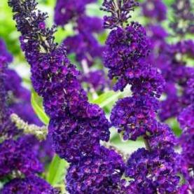Buddleja davidii 'Black Knight' vlinderstruik.