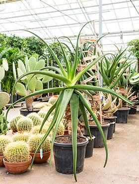 Aloe alooides