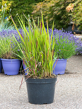 Imperata cylindrica 'Red Baron'