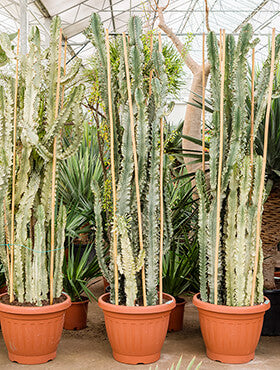 Euphorbia ingens marmorata