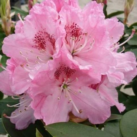 Rhododendron 'Albert Schweitzer' - Tuinplantenloods