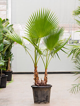 Washingtonia robusta