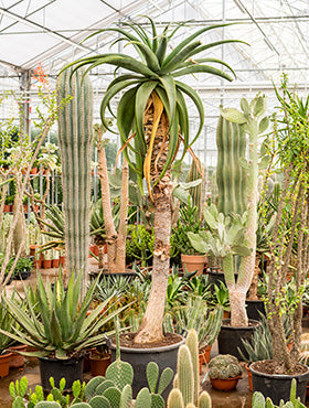 Aloe traski