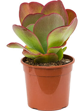 Kalanchoë thyrsiflora