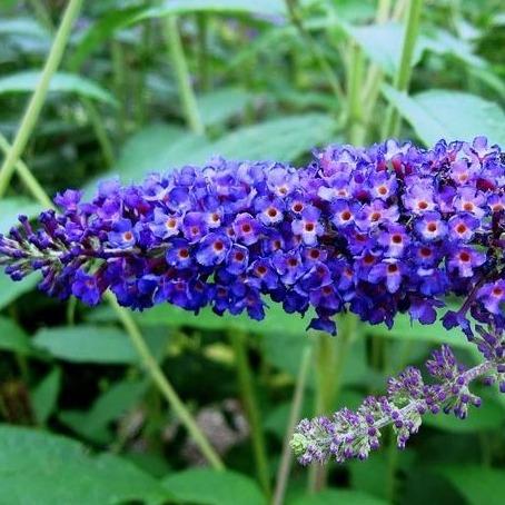 Buddleja davidii 'Empire Blue' vlinderstruik.