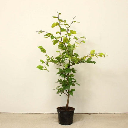 Groene beukenhaag in pot - Fagus sylvatica