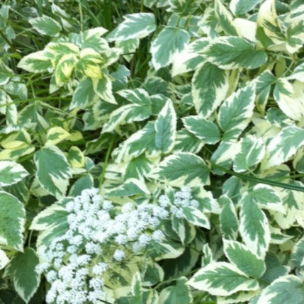 Aegopodium podagraria 'Variegatum' - Bont zevenblad mini