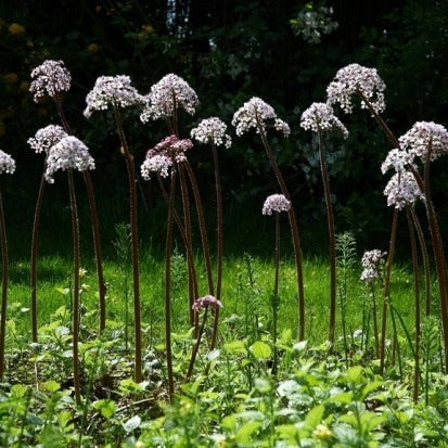 Darmera peltata - Schildblad