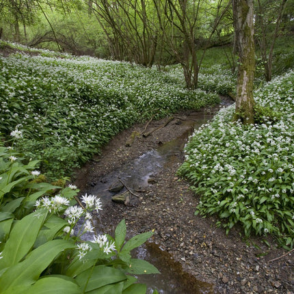 Allium ursinum - Daslook