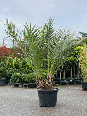 Phoenix dactylifera