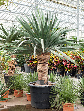 dracaena kopen Dracaena draco 'Compact' – Tuinplantenloods