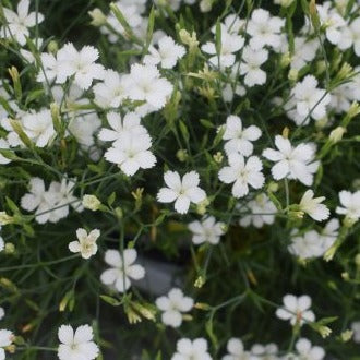 Dianthus delt. 'Albiflorus' - Witte steenanjer