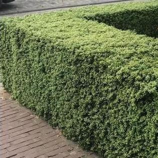 Ilex crenata Convexa (lage haag) pakket per meter - Tuinplantenloods