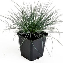 Afbeelding in Gallery-weergave laden, Festuca glauca - Blauw Schapengras
