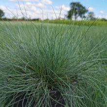 Afbeelding in Gallery-weergave laden, Festuca glauca - Blauw Schapengras
