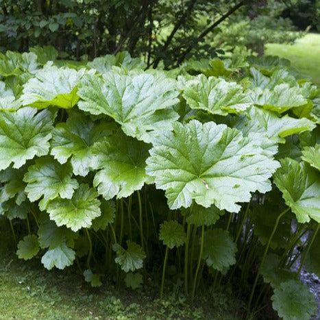 Darmera peltata - Schildblad