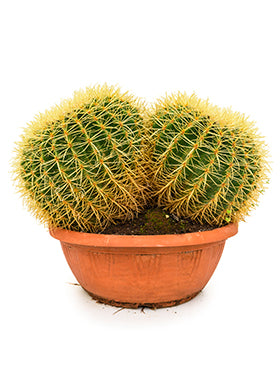 Echinocactus grusonii