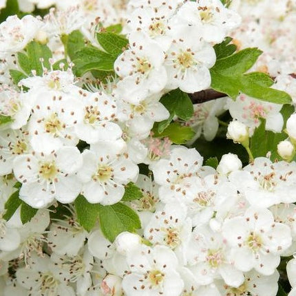 Bloemen meidoornhaag in pot