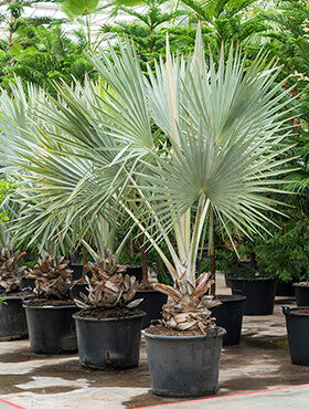 Bismarckia nobilis