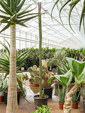 Alluaudia procera