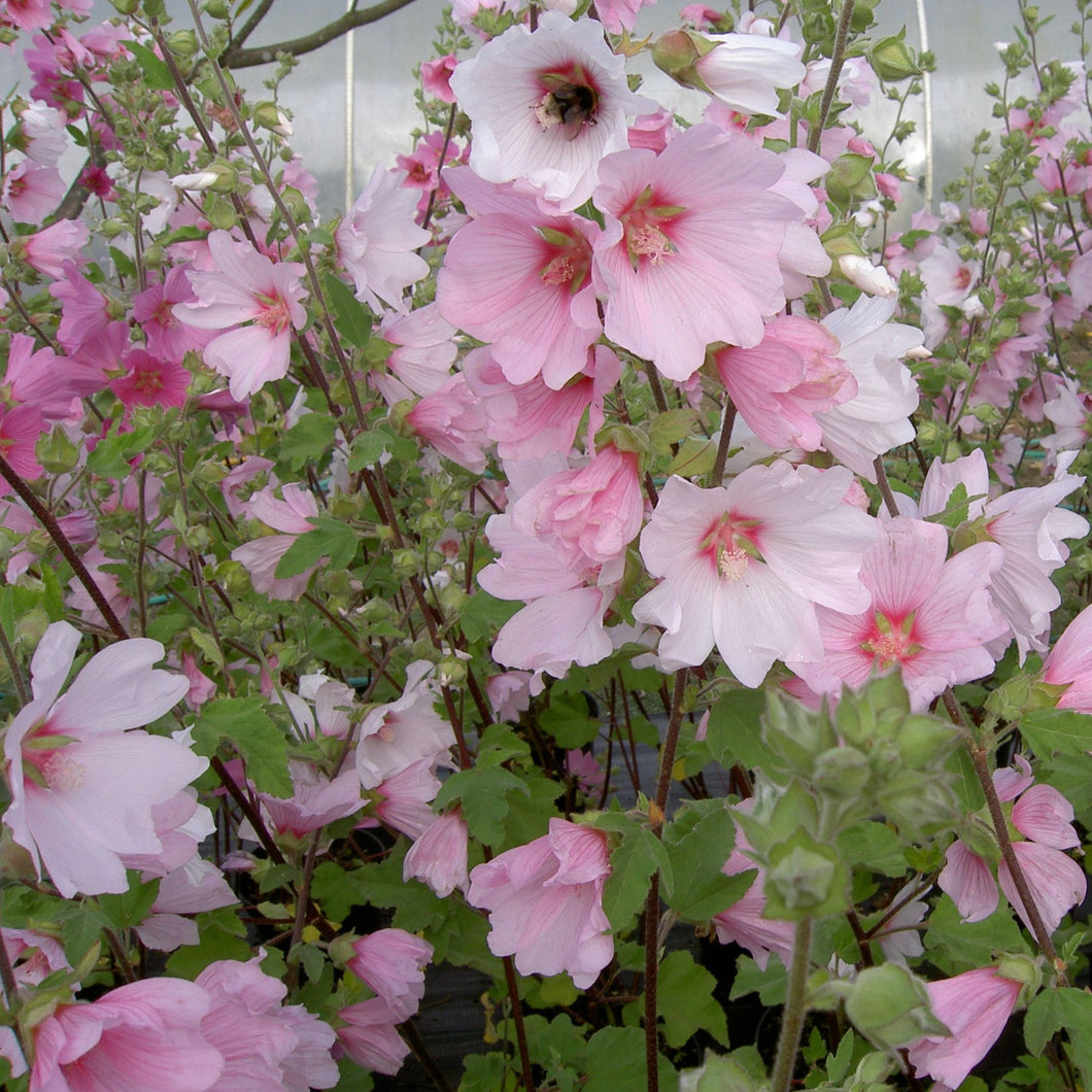 Lavatera 'Barnsley' - Struikmalva wit