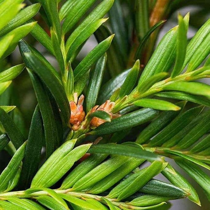 Taxus Bacatta haag pakket per meter.