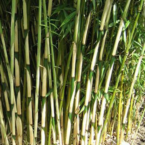 Fargesia robusta 'Campbell' (Niet woekerende bamboe)