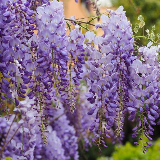 Wisteria sinensis 'Prolific' - Blauwe regen