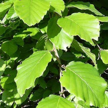 Afbeelding in Gallery-weergave laden, Groene beukenhaag (Fagus sylvatica) in pot pakket dubbele rij per meter - Tuinplantenloods
