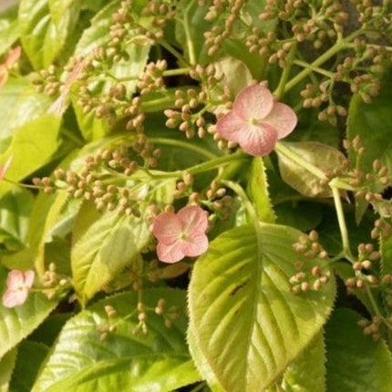 Hydrangea anomala ‘Crug Coral’ -  Roze klimhortensia