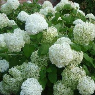 Hydrangea arborescens 'Annabelle' (Hortensia) - Tuinplantenloods