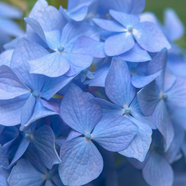 Hydrangea macrophylla ‘Nikko Blue’ – Boerenhortensia Blauw