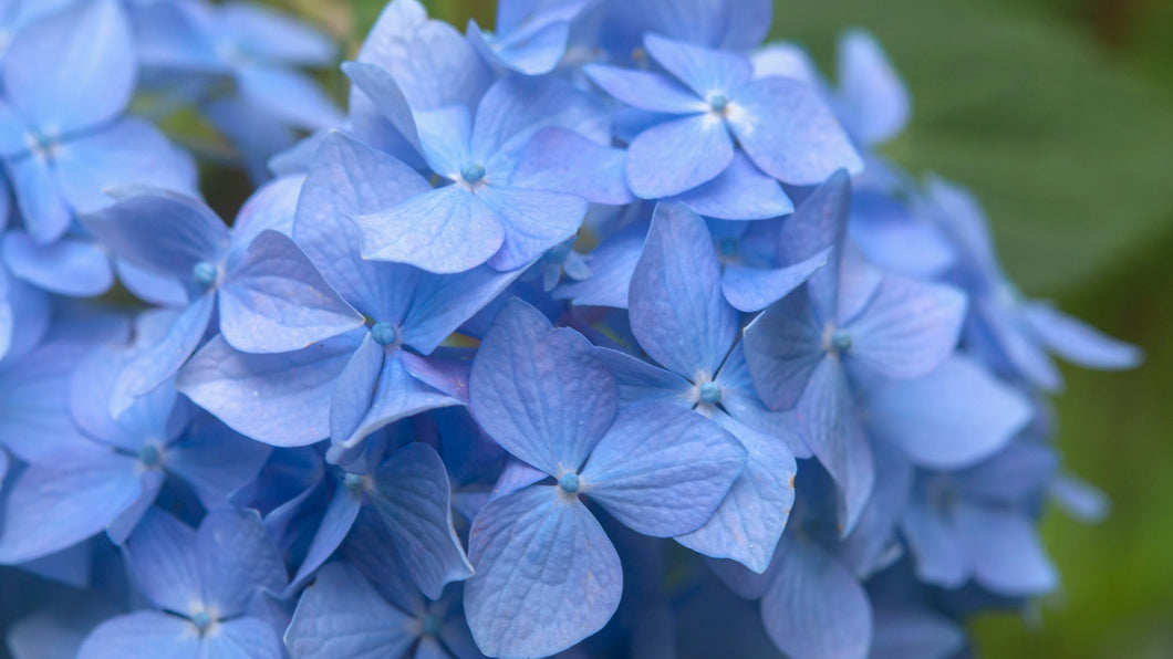 Hydrangea macrophylla ‘Nikko Blue’ – Boerenhortensia Blauw