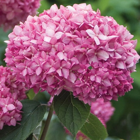 Hydrangea arborescens 'Pink Annabelle' - Bolhortensia