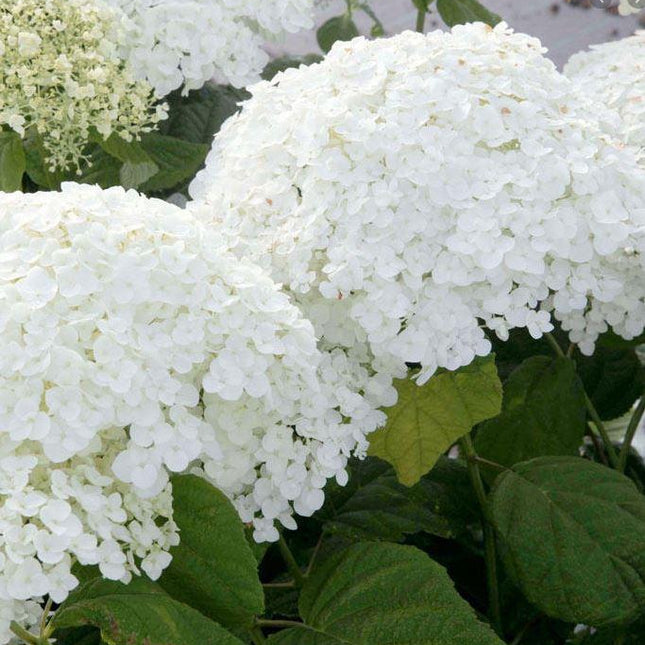 Hydrangea arborescens 'Annabelle' (Hortensia) - Tuinplantenloods