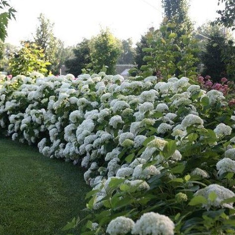 Hydrangea Strong Annabel