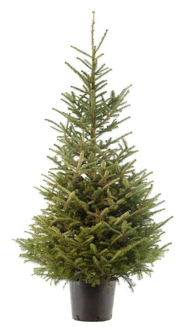 Nordmann Kerstboom Deluxe in pot – Bij jou Thuis Uitkiezen! 🎄in de randstad