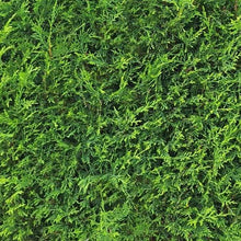 Afbeelding in Gallery-weergave laden, Cupressocyparis leylandii 2001 haag pakket per meter - Tuinplantenloods
