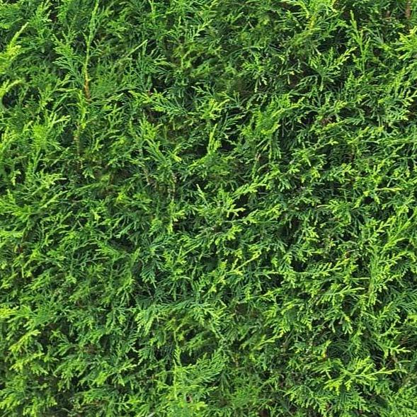 Cupressocyparis leylandii 2001 haag pakket per meter - Tuinplantenloods