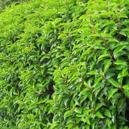 Portugese Laurier (Prunus lusitanica 'Angustifolia') haag pakket per meter - Tuinplantenloods