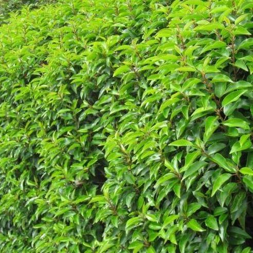 Portugese Laurier (Prunus lusitanica 'Angustifolia') haag pakket per meter - Tuinplantenloods