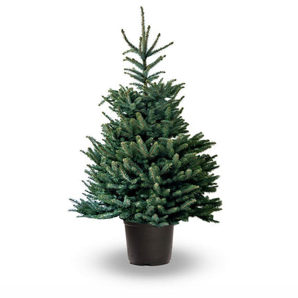 Blauwspar - Picea Pungens glauca