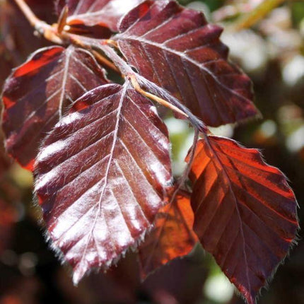 Rode beukenhaag (Fagus sylvatica Atropunicea) in pot pakket enkele rij per meter - Tuinplantenloods