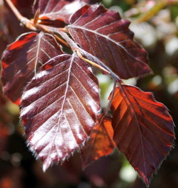 Rode beukenhaag close-up op het behaarde rode blad