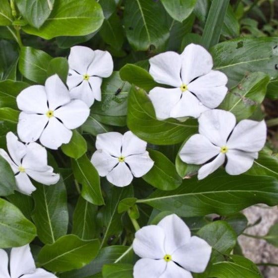 Vinca Minor Alba - Witte kleine maagdenpalm