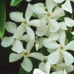 Close-up van de stervormige, zuiver witte bloemen van Trachelospermum jasminoides, met glanzende bloemblaadjes en een subtiel geel hart.