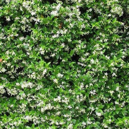 Trachelospermum jasminoides Sterjasmijn of Toscaanse jasmijn - Tuinplantenloods