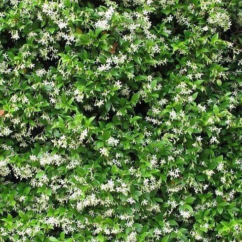 Trachelospermum jasminoides Sterjasmijn of Toscaanse jasmijn - Tuinplantenloods